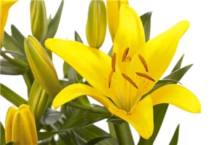 Lilium Asiatic - Asiatische Lilie Lilium Asiatic - Asiatische Lilie