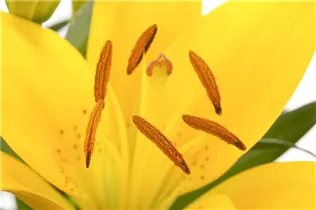 Lilium Asiatic - Asiatische Lilie Lilium Asiatic - Asiatische Lilie