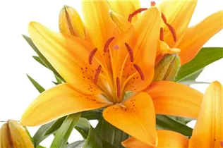 Lilium Asiatic - Asiatische Lilie Lilium Asiatic - Asiatische Lilie