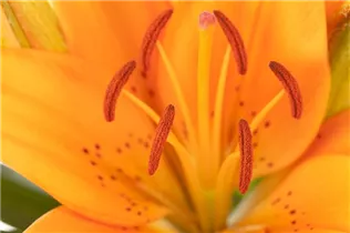 Lilium Asiatic - Asiatische Lilie Lilium Asiatic - Asiatische Lilie