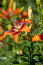 Lilium Asiatic - Asiatische Lilie Lilium Asiatic - Asiatische Lilie