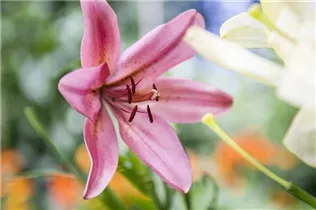 Lilium Asiatic - Asiatische Lilie Lilium Asiatic - Asiatische Lilie