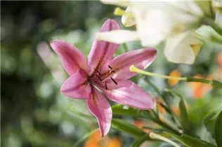 Lilium Asiatic - Asiatische Lilie Lilium Asiatic - Asiatische Lilie