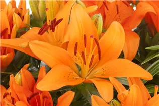 Lilium Asiatic - Asiatische Lilie Lilium Asiatic - Asiatische Lilie