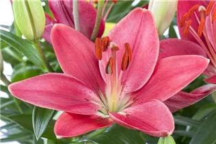 Lilium Asiatic - Asiatische Lilie Lilium Asiatic - Asiatische Lilie