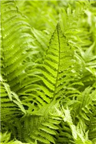 Athyrium filix-femina - Wald-Frauenfarn Athyrium filix-femina - Wald-Frauenfarn