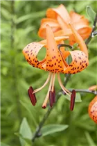 Lilium martagon - Türkenbund-Lilie Lilium martagon - Türkenbund-Lilie