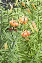Lilium martagon - Türkenbund-Lilie Lilium martagon - Türkenbund-Lilie