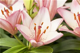 Lilium Oriental - Orientalische Lilie Lilium Oriental - Orientalische Lilie