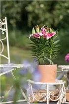 Lilium Oriental - Orientalische Lilie Lilium Oriental - Orientalische Lilie
