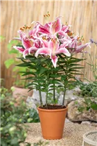 Lilium Oriental - Orientalische Lilie Lilium Oriental - Orientalische Lilie