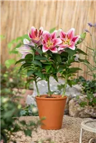 Lilium Oriental - Orientalische Lilie Lilium Oriental - Orientalische Lilie