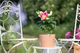 Lilium Oriental - Orientalische Lilie Lilium Oriental - Orientalische Lilie