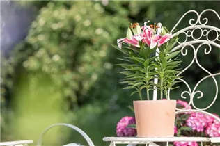 Lilium Oriental - Orientalische Lilie Lilium Oriental - Orientalische Lilie