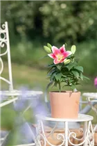 Lilium Oriental - Orientalische Lilie Lilium Oriental - Orientalische Lilie