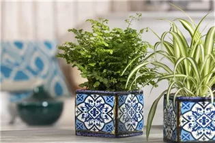 Adiantum raddianum - Frauenhaarfarn Adiantum raddianum - Frauenhaarfarn