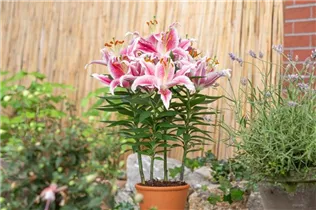 Lilium Oriental - Orientalische Lilie Lilium Oriental - Orientalische Lilie