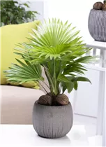 Livistona chinensis - Chinesische Livingstonpalme Livistona chinensis - Chinesische Livingstonpalme