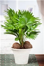 Livistona chinensis - Chinesische Livingstonpalme Livistona chinensis - Chinesische Livingstonpalme