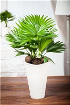 Livistona chinensis - Chinesische Livingstonpalme Livistona chinensis - Chinesische Livingstonpalme