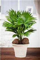Livistona chinensis - Chinesische Livingstonpalme Livistona chinensis - Chinesische Livingstonpalme