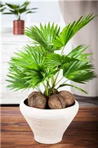 Livistona chinensis - Chinesische Livingstonpalme Livistona chinensis - Chinesische Livingstonpalme