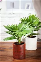 Livistona chinensis - Chinesische Livingstonpalme Livistona chinensis - Chinesische Livingstonpalme