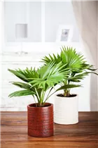 Livistona chinensis - Chinesische Livingstonpalme Livistona chinensis - Chinesische Livingstonpalme