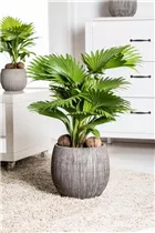 Livistona chinensis - Chinesische Livingstonpalme Livistona chinensis - Chinesische Livingstonpalme