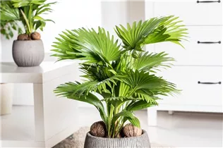 Livistona chinensis - Chinesische Livingstonpalme Livistona chinensis - Chinesische Livingstonpalme