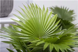Livistona chinensis - Chinesische Livingstonpalme Livistona chinensis - Chinesische Livingstonpalme