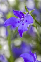 Lobelia erinus - Blaue Lobelie