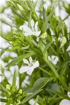 Lobelia erinus - Blaue Lobelie
