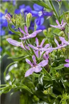 Lobelia erinus - Blaue Lobelie