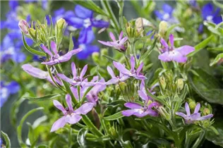 Lobelia erinus - Blaue Lobelie
