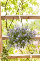 Lobelia erinus - Blaue Lobelie