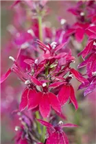 Lobelia x speciosa - Lobelie Lobelia x speciosa - Lobelie