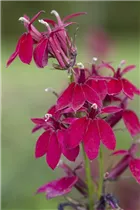 Lobelia x speciosa - Lobelie Lobelia x speciosa - Lobelie