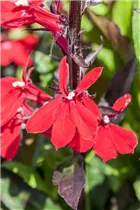 Lobelia x speciosa - Lobelie Lobelia x speciosa - Lobelie