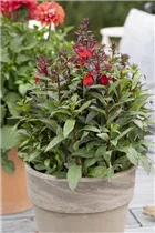 Lobelia x speciosa - Lobelie Lobelia x speciosa - Lobelie