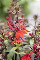 Lobelia x speciosa - Lobelie Lobelia x speciosa - Lobelie