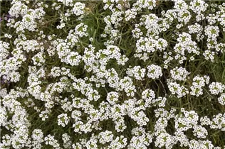 Lobularia maritima - Strand-Silberkraut Lobularia maritima - Strand-Silberkraut