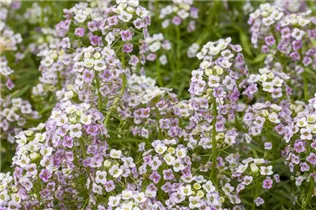Lobularia maritima - Strand-Silberkraut Lobularia maritima - Strand-Silberkraut