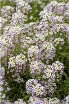 Lobularia maritima - Strand-Silberkraut Lobularia maritima - Strand-Silberkraut