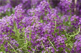 Lobularia maritima - Strand-Silberkraut Lobularia maritima - Strand-Silberkraut