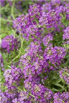 Lobularia maritima - Strand-Silberkraut Lobularia maritima - Strand-Silberkraut