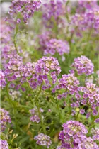 Lobularia maritima - Strand-Silberkraut Lobularia maritima - Strand-Silberkraut