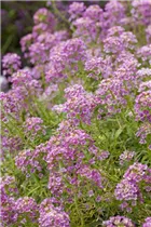 Lobularia maritima - Strand-Silberkraut Lobularia maritima - Strand-Silberkraut