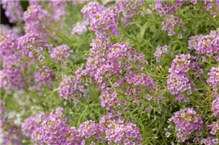 Lobularia maritima - Strand-Silberkraut Lobularia maritima - Strand-Silberkraut