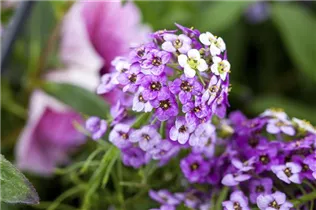 Lobularia maritima - Strand-Silberkraut Lobularia maritima - Strand-Silberkraut